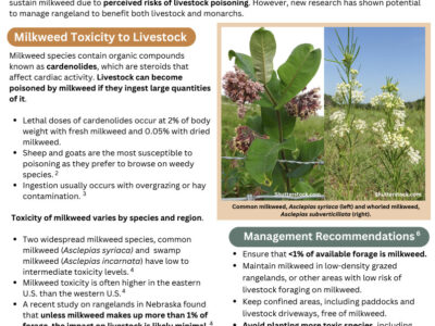 Infographic on milkweed toxicity to livestock, highlighting the decline of monarch butterfly populations and the risks posed by milkweed ingestion. It includes information on the toxicity levels in livestock, management recommendations, and the importance of preserving milkweed for environmental sustainability.